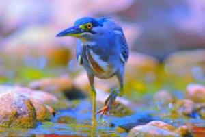 红玫瑰花代表什么含义（红玫瑰真正的花语）