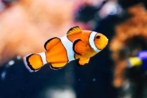 菊花脑怎样种植栽培 核桃种菊花视频