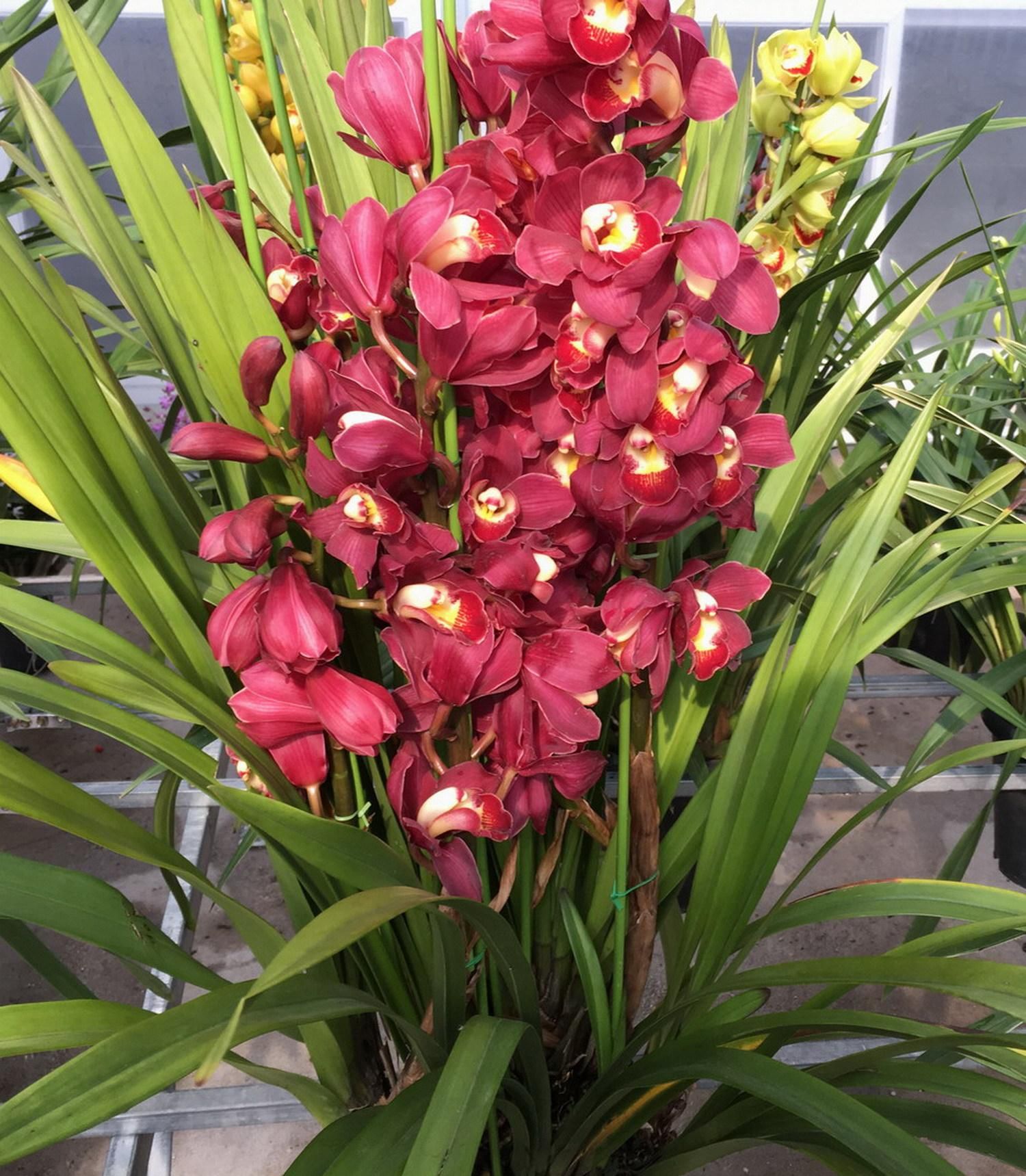 大花蕙兰如何养殖（大花蕙兰养殖方法和技巧）