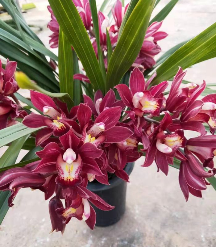 大花蕙兰如何养殖（大花蕙兰养殖方法和技巧）