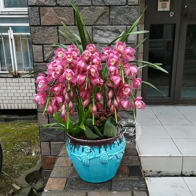 大花蕙兰如何养殖（大花蕙兰养殖方法和技巧）