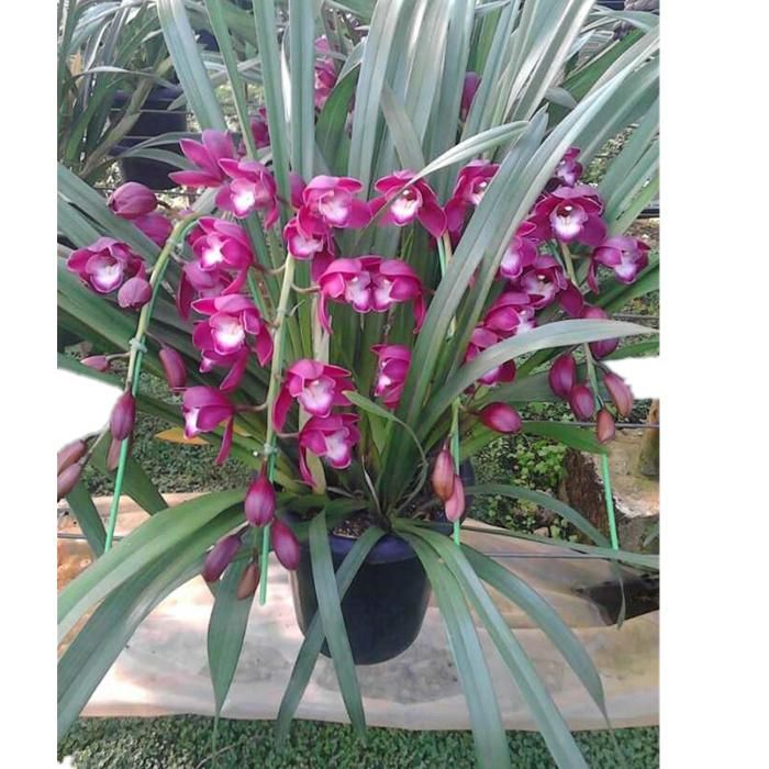 大花蕙兰如何养殖（大花蕙兰养殖方法和技巧）