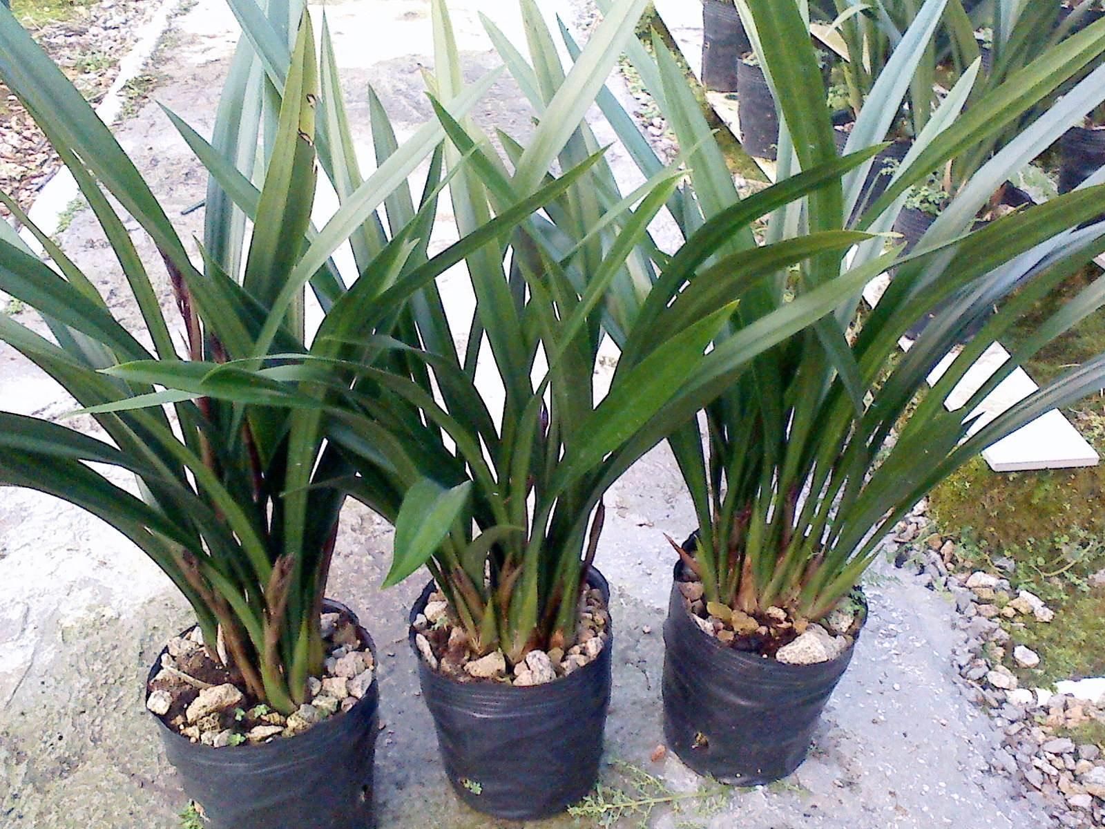 大花蕙兰如何养殖（大花蕙兰养殖方法和技巧）